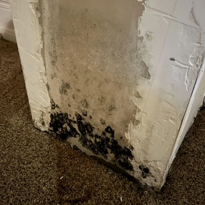 Professional Mold Removal in Grinnell, IA